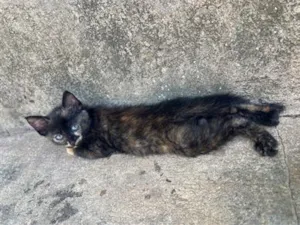Gato raça SRD-ViraLata idade 2 a 6 meses nome Malhado