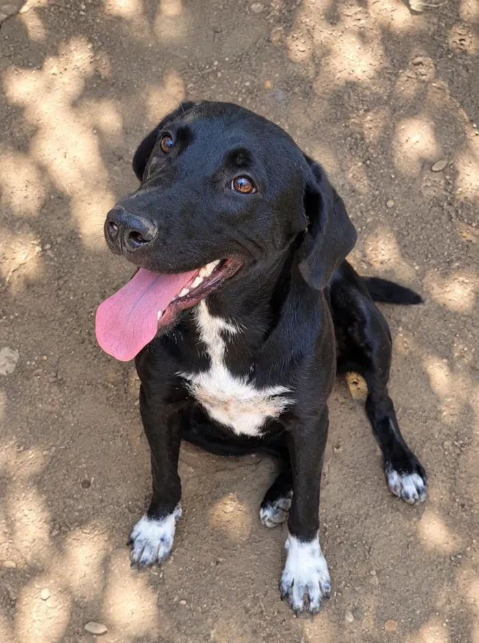 Cachorro raça SRD-ViraLata idade 3 anos nome Bombom