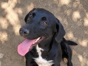 Cachorro raça SRD-ViraLata idade 3 anos nome Bombom