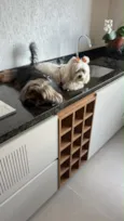 Cacau e Choquito 