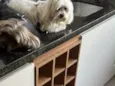 Cacau e Choquito 