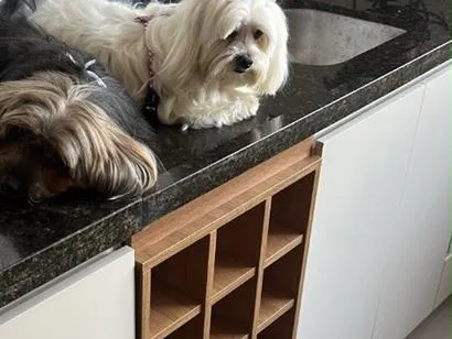 Cachorro raça Maltês idade 6 ou mais anos nome Cacau e Choquito 