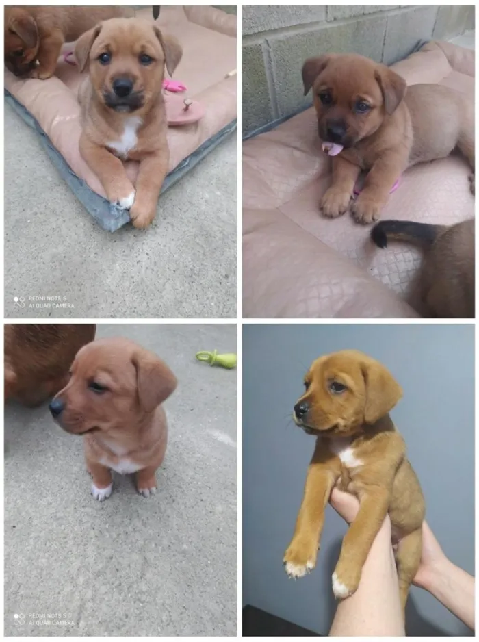 Cachorro raça SRD-ViraLata idade 2 a 6 meses nome sem nome