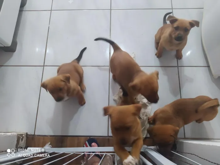 Cachorro raça SRD-ViraLata idade 2 a 6 meses nome sem nome