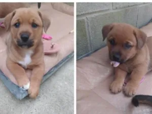 Cachorro raça SRD-ViraLata idade 2 a 6 meses nome sem nome