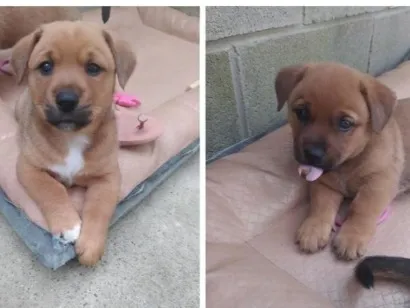 Cachorro raça SRD-ViraLata idade 2 a 6 meses nome sem nome