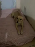 Simba