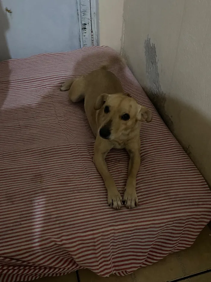 Cachorro raça SRD-ViraLata idade 3 anos nome Simba