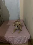 Simba