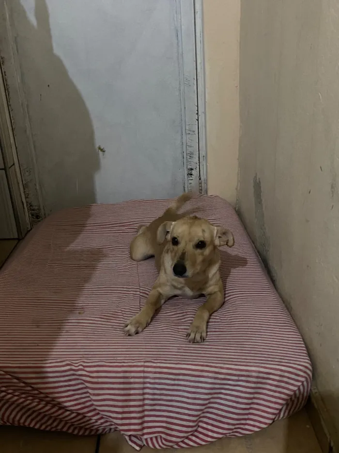 Cachorro raça SRD-ViraLata idade 3 anos nome Simba