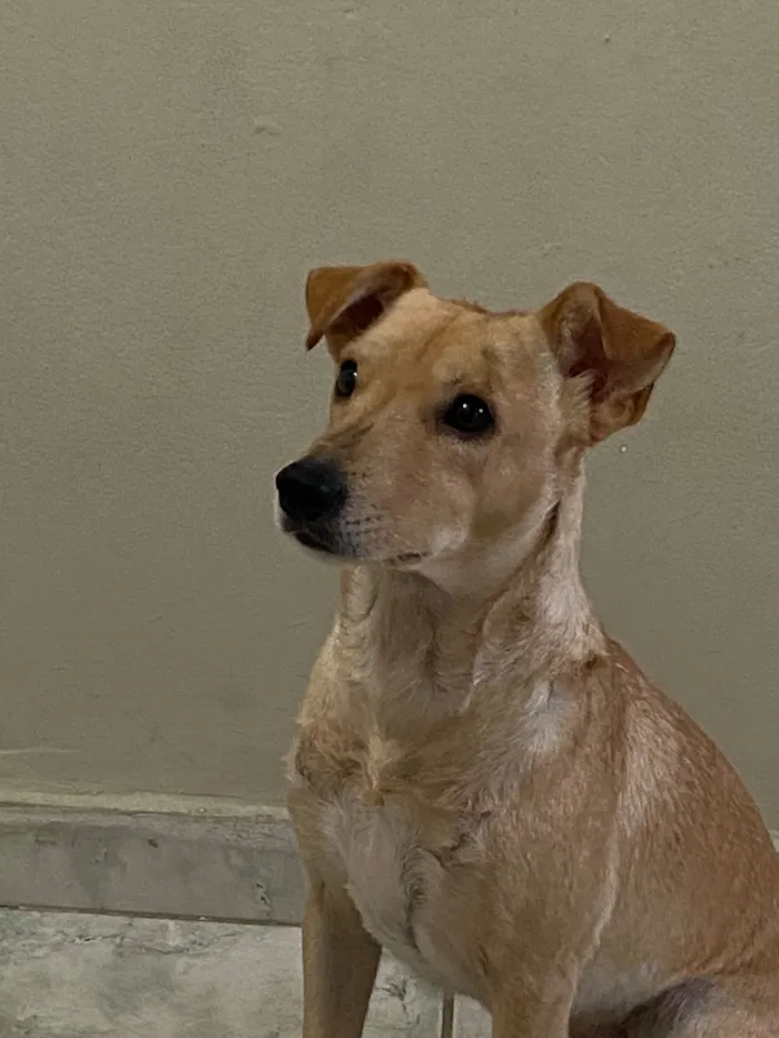 Cachorro raça SRD-ViraLata idade 3 anos nome Simba