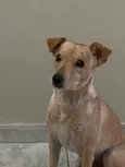 Simba