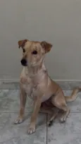 Simba