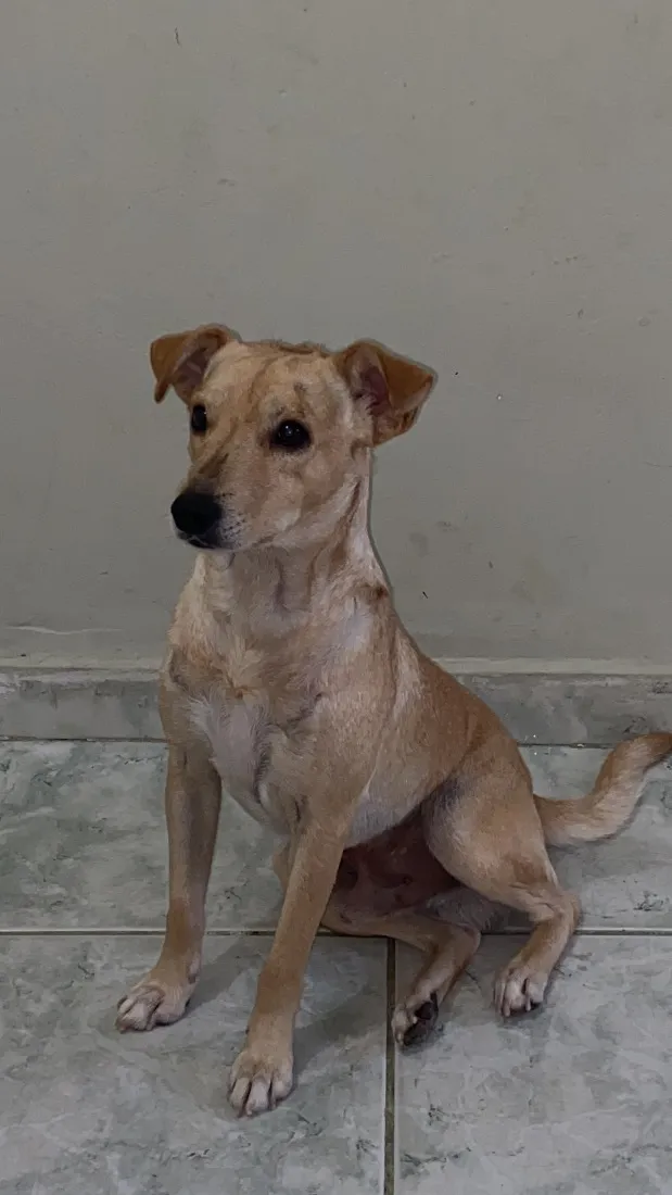 Cachorro raça SRD-ViraLata idade 3 anos nome Simba
