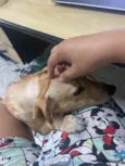 Simba