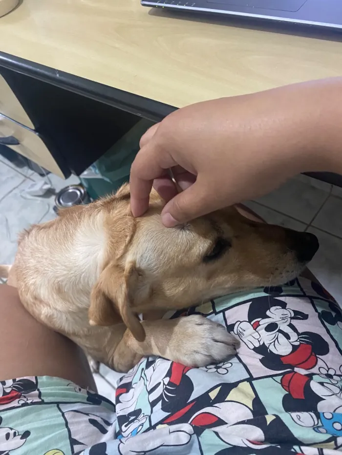 Cachorro raça SRD-ViraLata idade 3 anos nome Simba