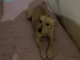 Simba