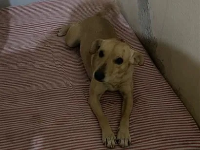 Cachorro raça SRD-ViraLata idade 3 anos nome Simba