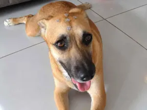 Cachorro raça SRD-ViraLata idade 2 a 6 meses nome Skye