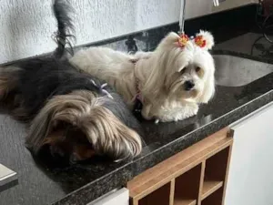 Cachorro raça Maltês idade 6 ou mais anos nome Cacau e Choquito 