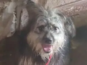 Cachorro raça Poodle idade 1 ano nome Aladin 
