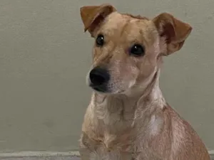 Cachorro raça SRD-ViraLata idade 3 anos nome Simba