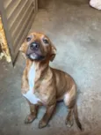 Amora 
