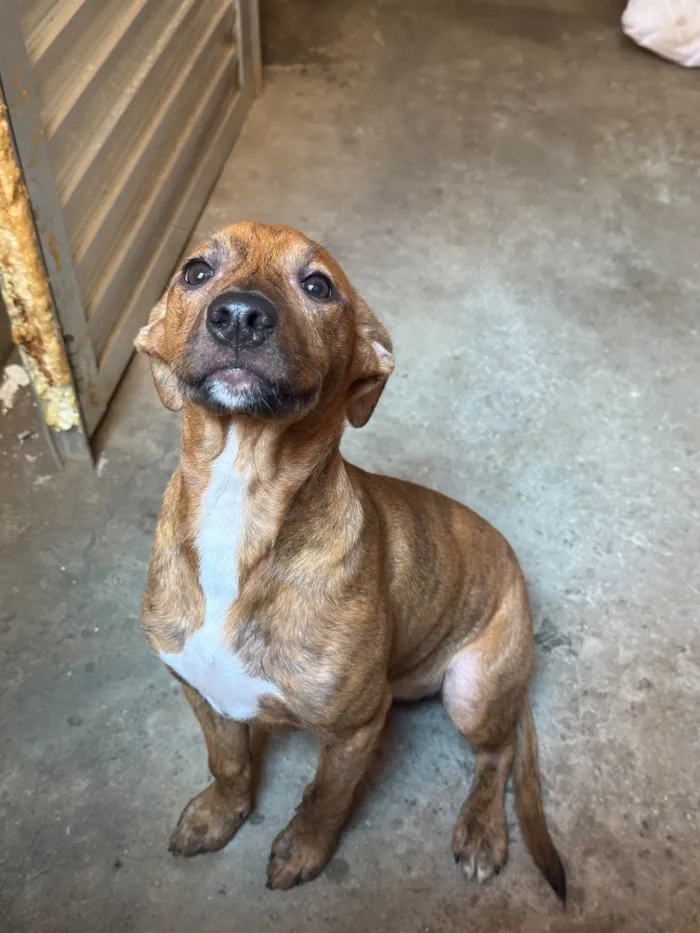 Cachorro raça SRD-ViraLata idade 7 a 11 meses nome Amora 