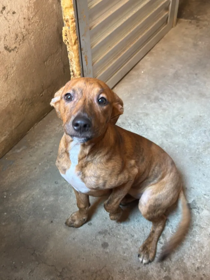Cachorro raça SRD-ViraLata idade 7 a 11 meses nome Amora 