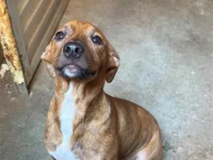 Cachorro raça SRD-ViraLata idade 7 a 11 meses nome Amora 