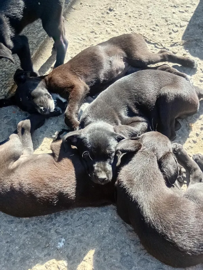 Cachorro raça SRD-ViraLata idade 2 a 6 meses nome Filhotes 