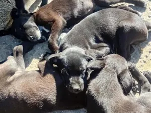 Cachorro raça SRD-ViraLata idade 2 a 6 meses nome Filhotes 