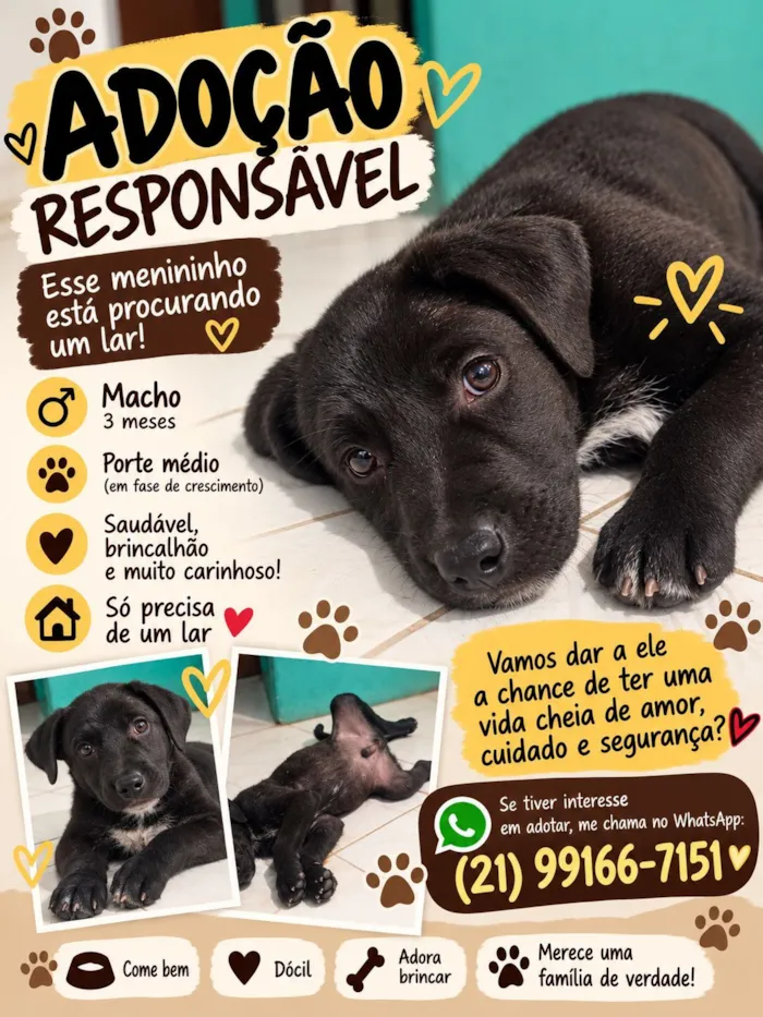 Cachorro raça SRD-ViraLata idade 2 a 6 meses nome Filhotes 