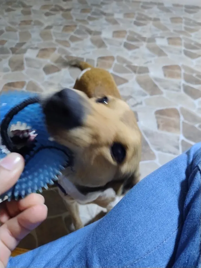 Cachorro raça SRD-ViraLata idade 2 anos nome Jubileu