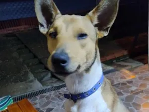 Cachorro raça SRD-ViraLata idade 2 anos nome Jubileu