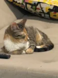 Tigresa