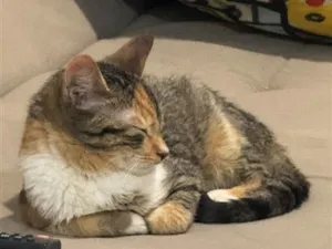 Gato raça SRD-ViraLata idade 2 a 6 meses nome Tigresa