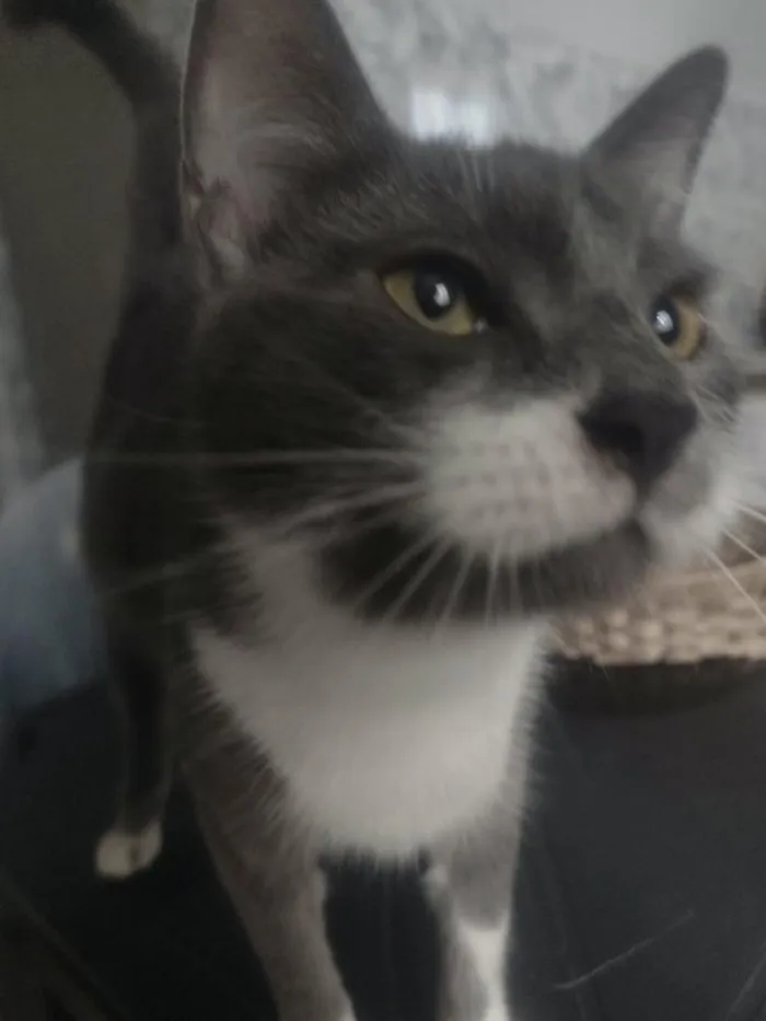 Gato raça SRD-ViraLata idade 7 a 11 meses nome Úrsula 