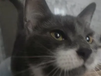 Gato raça SRD-ViraLata idade 7 a 11 meses nome Úrsula 
