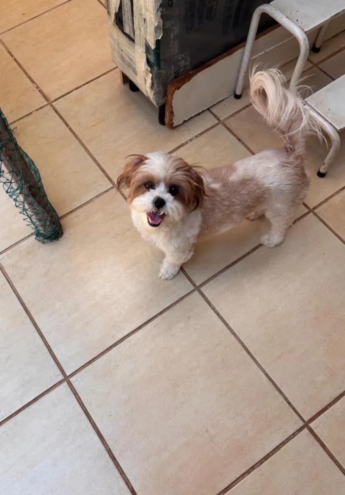 Cachorro raça SRD-ViraLata idade 1 ano nome Mel