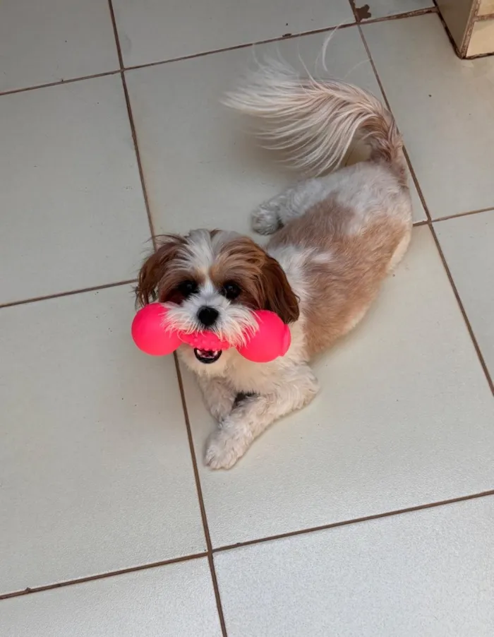 Cachorro raça SRD-ViraLata idade 1 ano nome Mel