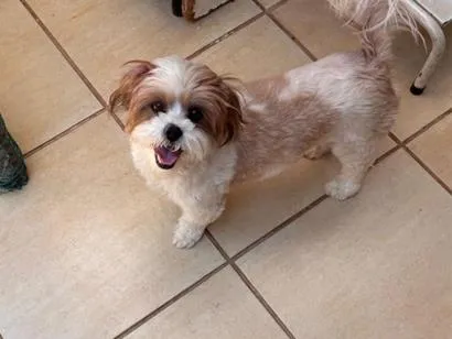 Cachorro raça SRD-ViraLata idade 1 ano nome Mel
