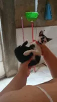 floquinho 