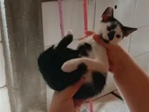 Gato raça SRD-ViraLata idade 2 a 6 meses nome floquinho 