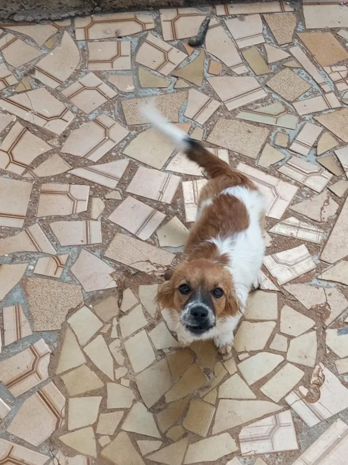 Cachorro raça SRD-ViraLata idade 1 ano nome amora 