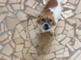 amora 