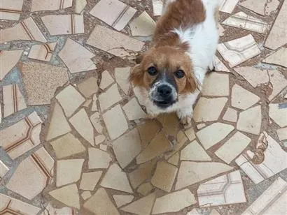 Cachorro raça SRD-ViraLata idade 1 ano nome amora 