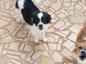 Cachorro raça SRD-ViraLata idade 1 ano nome Panda