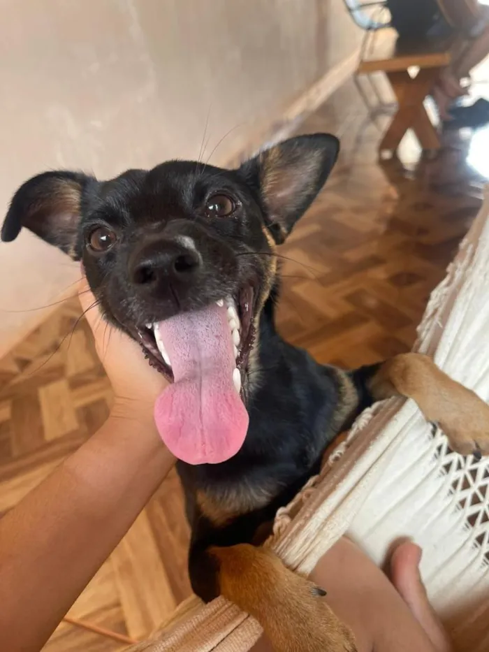 Cachorro raça SRD-ViraLata idade 3 anos nome Morfeu