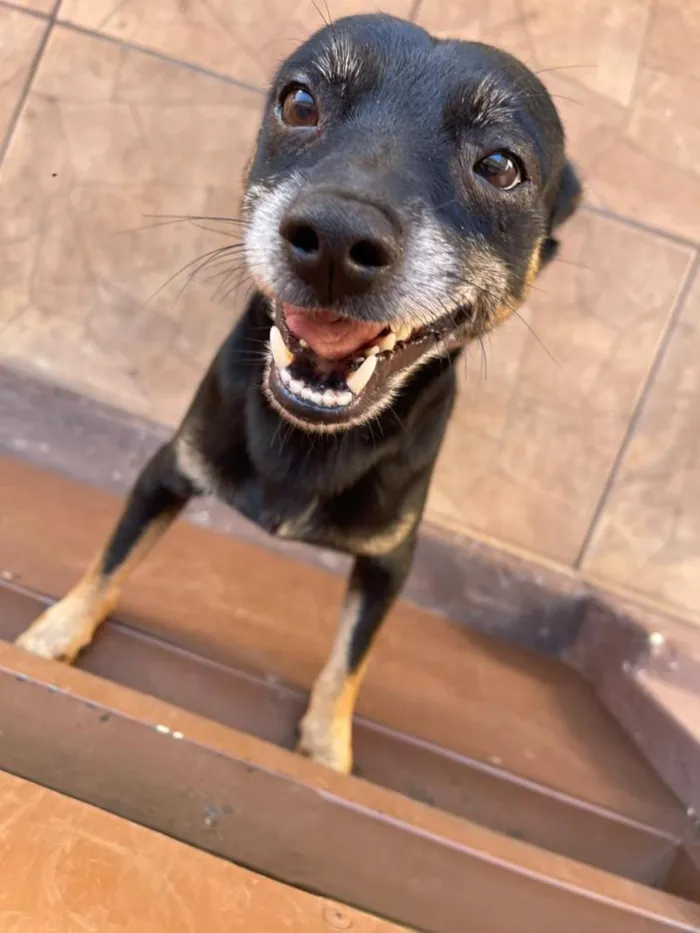 Cachorro raça SRD-ViraLata idade 3 anos nome Morfeu